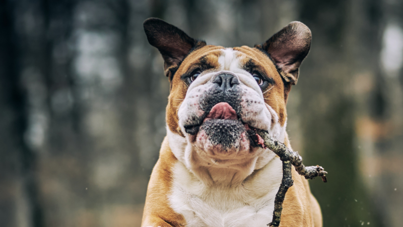 Adventure Dog Walks – Enriching Outdoor Experiences