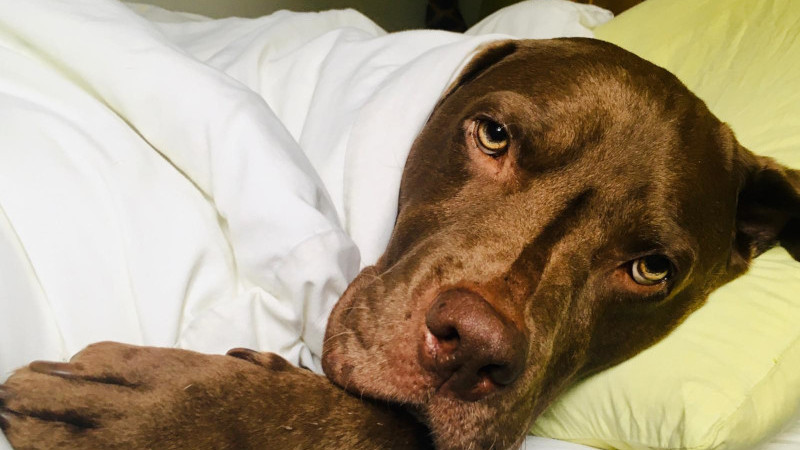 Dog Home Visits – Professional Pet Care at Home