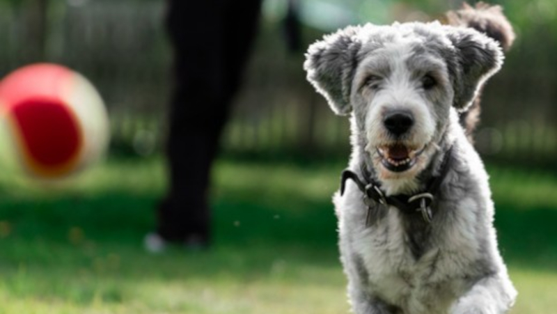 Fun Dog Walking – Playtime Walks for Active Dogs